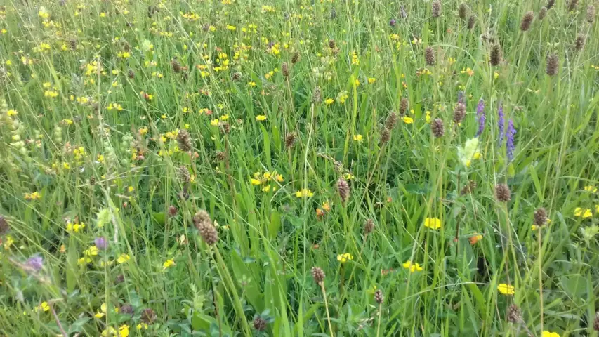 Kruidenrijk grasland Biodivers